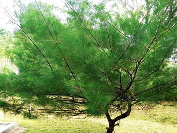 Trees growing in forest
