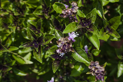 Close-up of purple hydrangea flowers