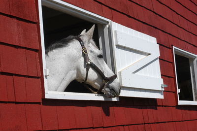 White horse looking out window of red barn