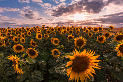Sunflowers on field against orange sky