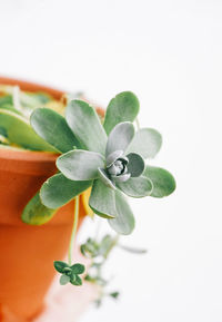 Directly above shot of small succulent plant over white background