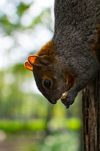 Close-up of squirrel