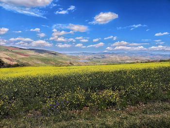 Scenic view of yellow flower field against sky