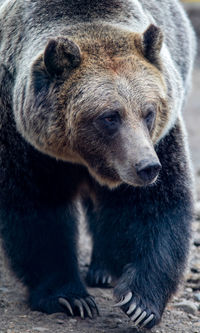 Close-up of dog looking away