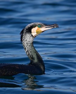 Close-up of a duck in a lake