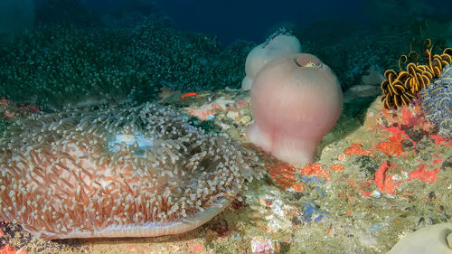 Fish swimming in sea