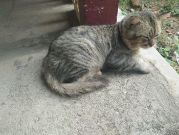 High angle view of cat sleeping