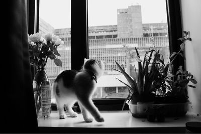 Cat looking through window