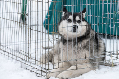 Portrait of dog in cage