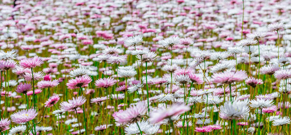 Close-up of pink flowering plants on field