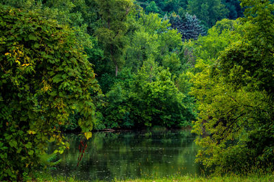 Scenic view of lake amidst trees in forest