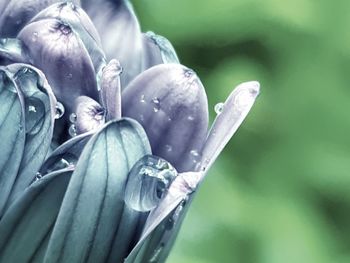 Close-up of raindrops on flower buds