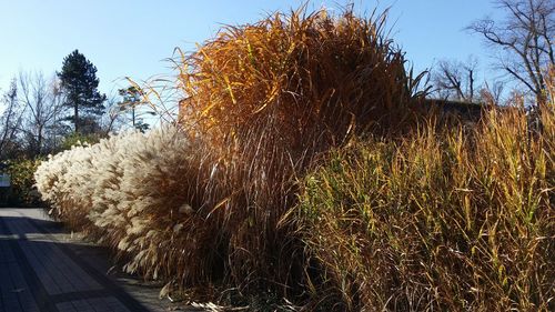 Close-up of tree against sky