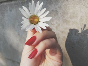 Close-up of hand holding daisy flower