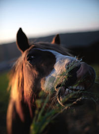 Close-up of horse on field