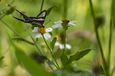 Close-up of butterfly pollinating on flower