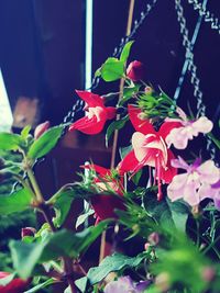 Close-up of red flowering plants