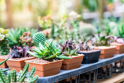 Close-up of succulent plants in yard