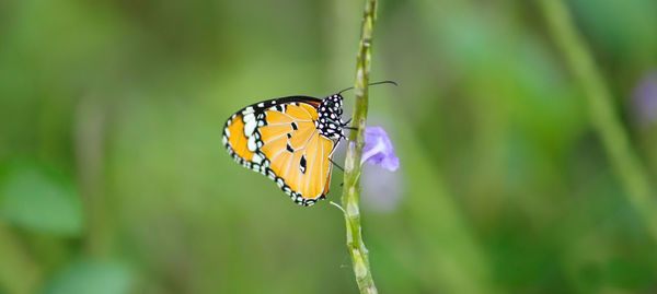 Close-up of butterfly pollinating on flower