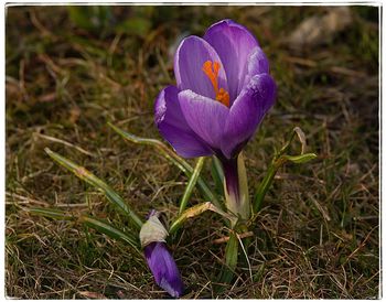 Close-up of purple crocus blooming outdoors