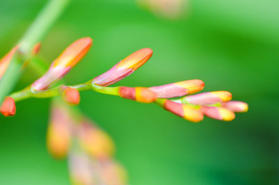 Close-up of flower against blurred background