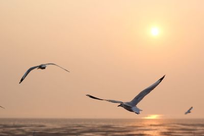 Seagull flying over sea at sunset