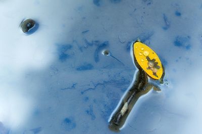 High angle view of yellow drinking water in container