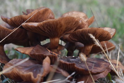 Close-up of mushroom growing on field