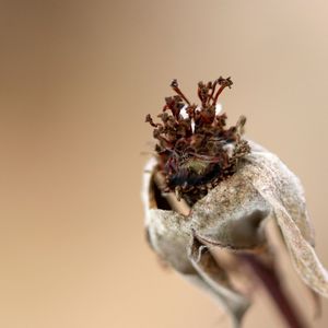 Close-up of insect over white background