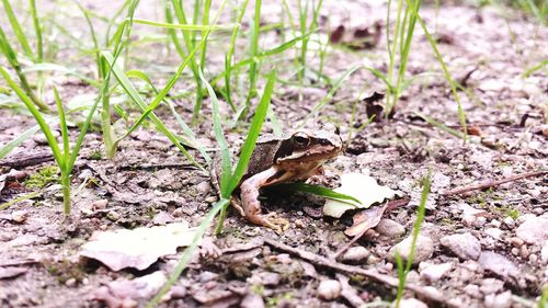 Close-up of plant growing on field