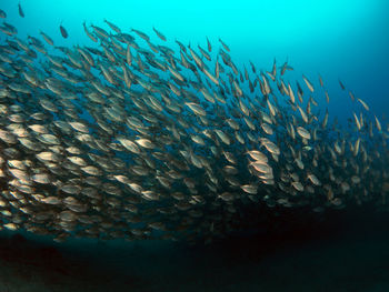 View of fish underwater