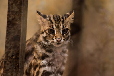 Portrait of leopard cat