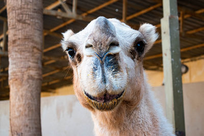 Close-up of camel