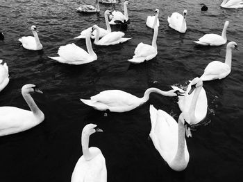 View of swans and ducks in lake