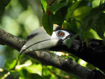 Close-up of bird perching on tree