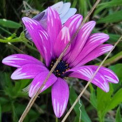 Close-up of pink purple flower