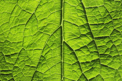 Full frame shot of leaves