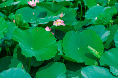 Close-up of flowers blooming outdoors
