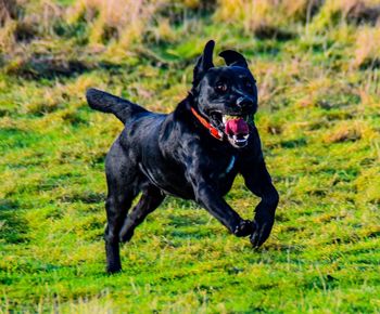 Black dog running on field