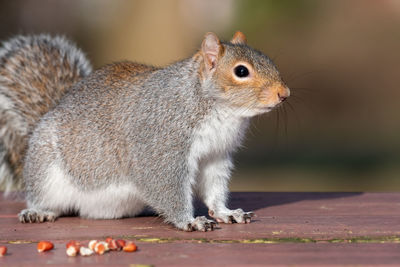 Portrait of a grey squirrel on a picnic table in the park.