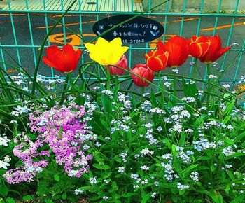 Close-up of red flowering plants