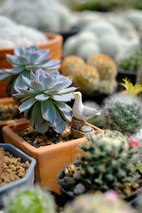 Close-up of succulent plant