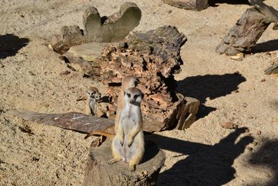High angle view of group of meerkats