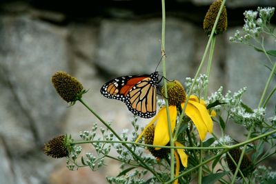 Close-up of butterfly pollinating on flower