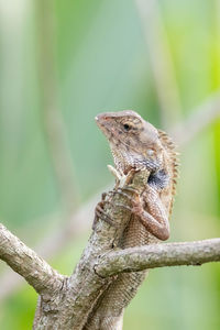 Close-up of a lizard on branch