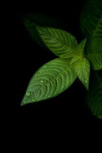 Close-up of leaf against black background