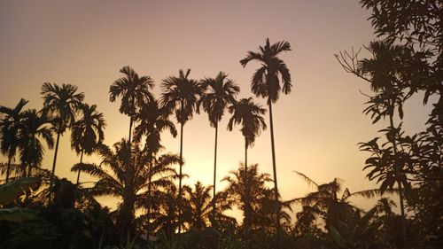 Low angle view of palm trees against sky during sunset