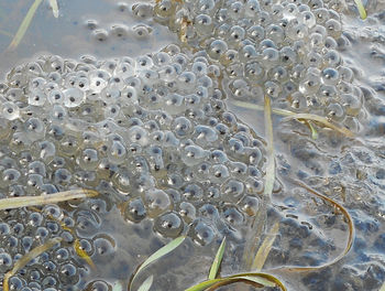 Close-up of frogspawns in pond