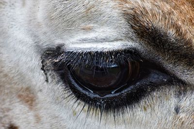 Close-up of giraffe eye