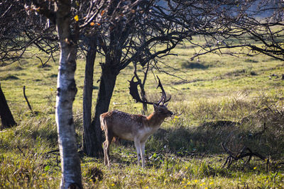 Deer standing in the shadows of a forest